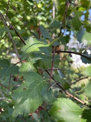 Crataegus crus-galli