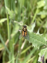 Syrphus octomaculatus