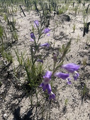 Gladiolus carinatus