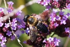 Megachile sculpturalis