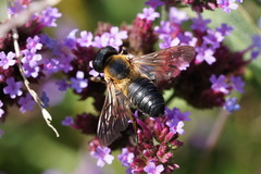 Megachile sculpturalis