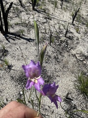 Gladiolus carinatus