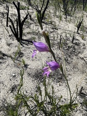 Gladiolus carinatus