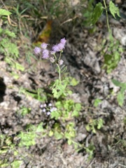 Fleischmannia incarnata