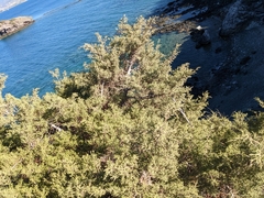 Juniperus turbinata