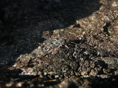 Archaeognatha
