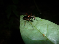 Odontocheila