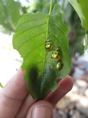 Phytodectoidea quatuordecimpunctata