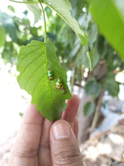 Phytodectoidea quatuordecimpunctata