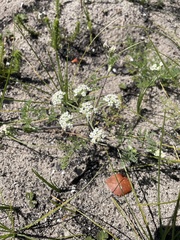 Capnophyllum lutzeyeri