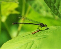 Chromagrion conditum