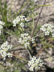 Capnophyllum lutzeyeri