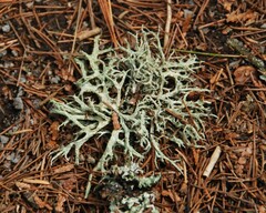 Evernia mesomorpha