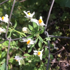 Linaria reflexa