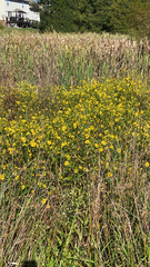 Bidens laevis
