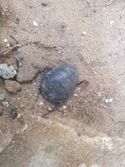 Polyphaga aegyptiaca