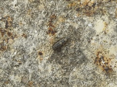 Ligia exotica