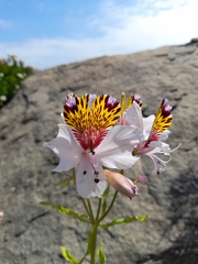 Alstroemeria magnifica