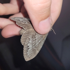 Gloveria arizonensis