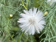 Asparagus officinalis
