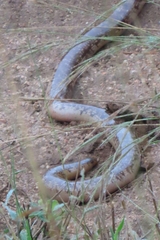 Afrotyphlops schlegelii