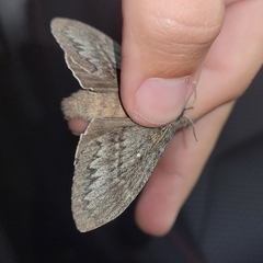 Gloveria arizonensis