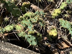 Opuntia drummondii