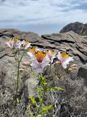 Alstroemeria magnifica