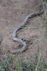 Afrotyphlops schlegelii