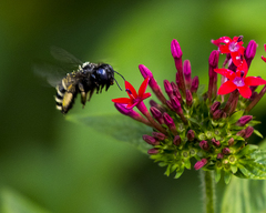 Xylocopa tabaniformis parkinsoniae