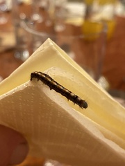 Helicoverpa armigera