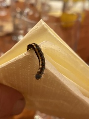 Helicoverpa armigera