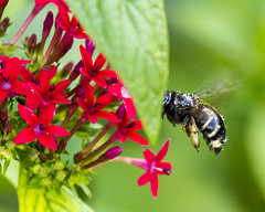 Xylocopa tabaniformis parkinsoniae