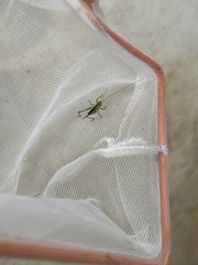 Odontoxiphidium apterum