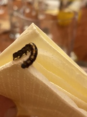 Helicoverpa armigera