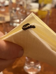 Helicoverpa armigera