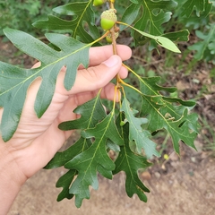 Quercus gambelii