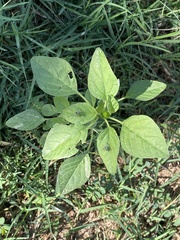 Amaranthus