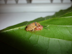 Antiteuchus sepulcralis