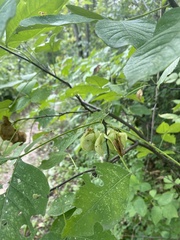 Ptelea trifoliata