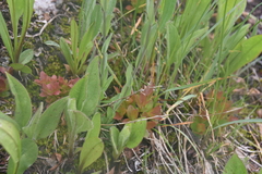 Boechera lyallii