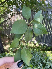 Wilsonomyces carpophilus