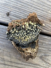 Pisolithus