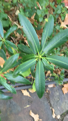 Rhododendron × hybridum