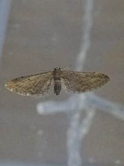 Eupithecia