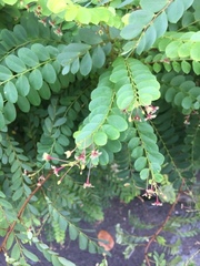 Phyllantheae