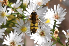 Helophilus latifrons
