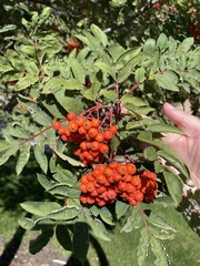 Sorbus decora