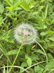 Pyrrhopappus carolinianus