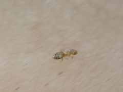 Brachymyrmex depilis